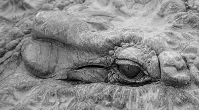 Oeil de faune 002