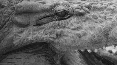 Oeil de faune 003