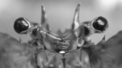 Oeil de faune 005