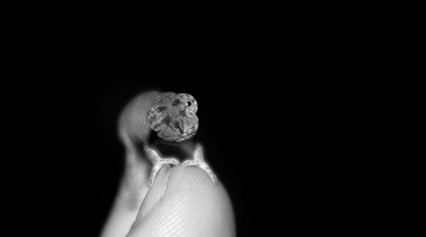Oeil de faune 006