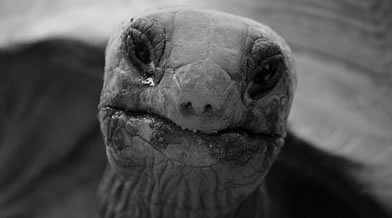 Oeil de faune 007