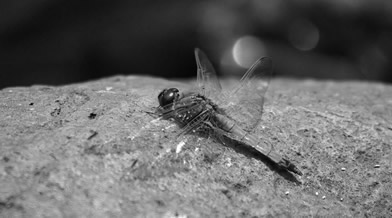 Oeil de faune 008