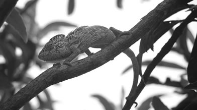 Oeil de faune 010
