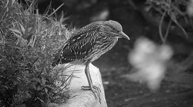 Oeil de faune 011