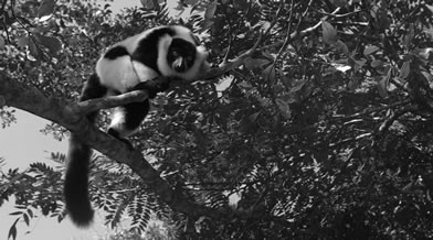Oeil de faune 013