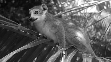 Oeil de faune 016