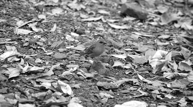 Oeil de faune 017