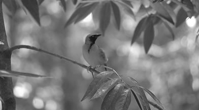 Oeil de faune 018