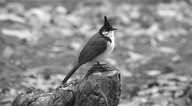 Oeil de faune 019