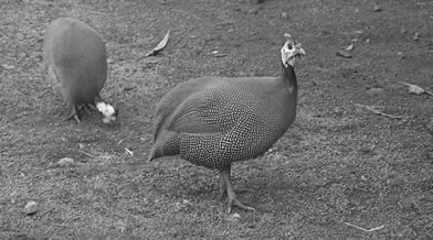 Oeil de faune 021