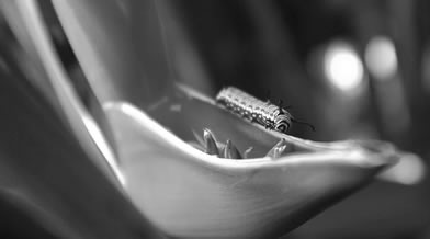 Oeil de faune 023
