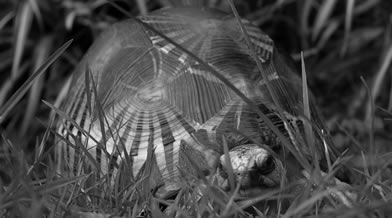 Oeil de faune 024